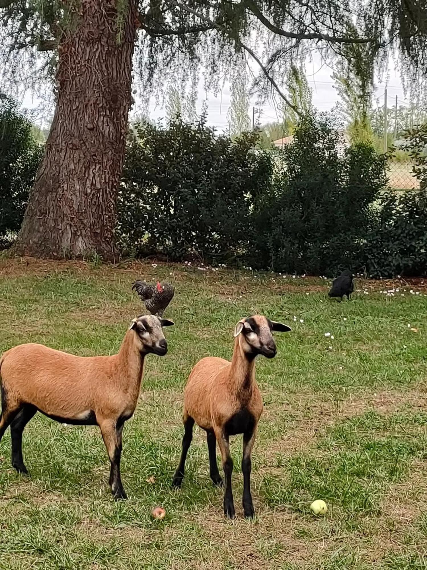 洛特河河畔圣利夫拉德L' Embellie Sur Lot住宿加早餐旅馆 外观 照片